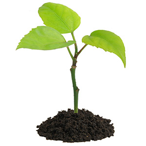 رایحه های تازه 